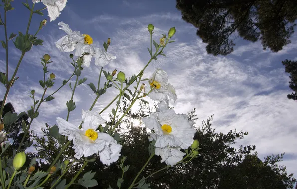 The sky, clouds, macro, flowers, petals