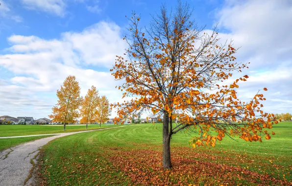 Autumn, the sky, grass, house, tree, track