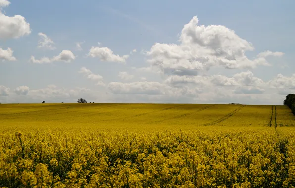 Picture field, the sky, clouds, yellow, rape