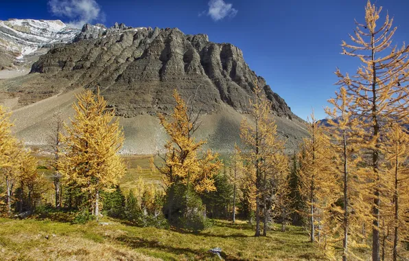 Autumn, trees, mountains, Canada, Albert, temple mountain