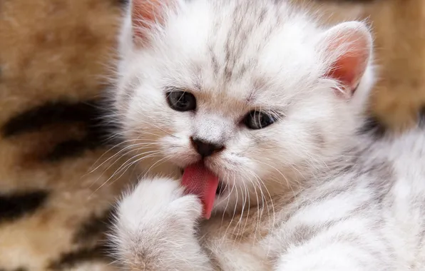 Language, cat, look, pose, kitty, grey, baby, fur