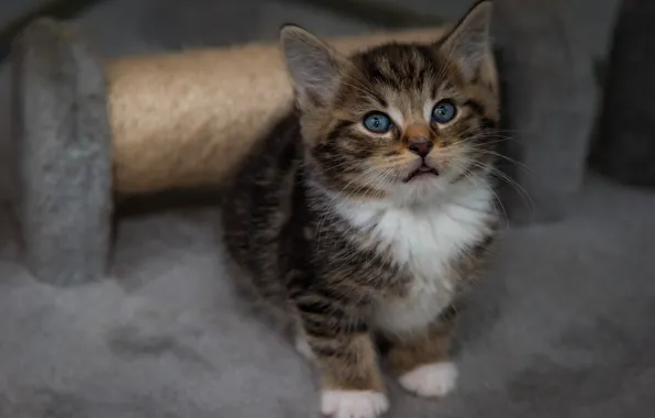 Cat, pose, kitty, baby, kitty, sitting, blue-eyed, scratching post