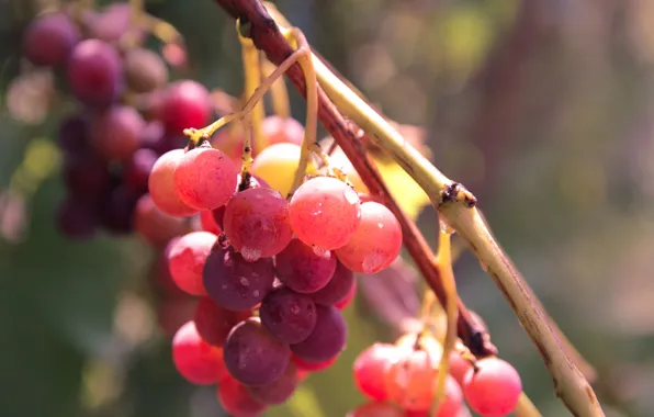 Summer, the sun, nature, heat, heat, the sweetness, taste, grapes