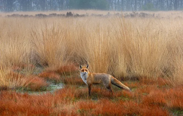 Autumn, the steppe, Fox, Fox