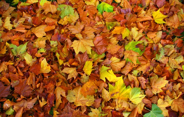 Picture autumn, leaves, carpet, color, maple