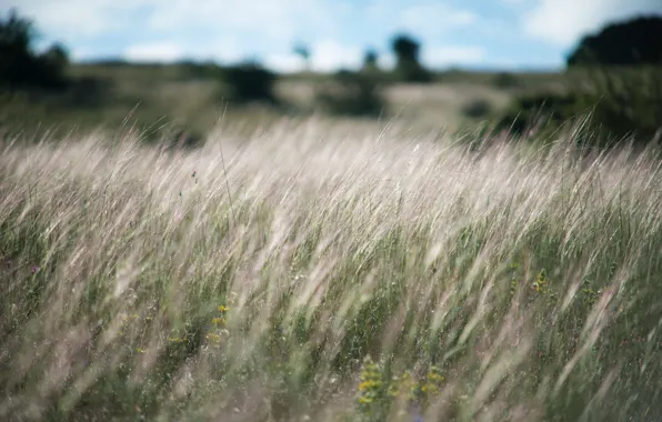 Summer, grass, macro, plant, meadow, meadow flowers
