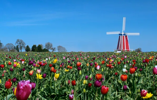 Picture the sky, flowers, meadow, tulips, windmill