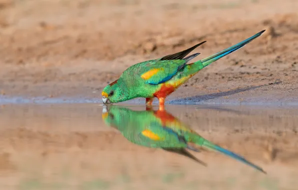 Picture drink, green, reflection, Rosella, shore, parrot, pond, water