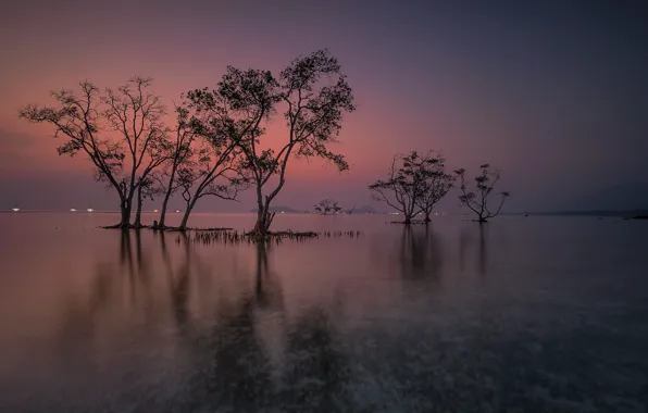 Picture water, trees, landscape, nature, beauty, the evening, space