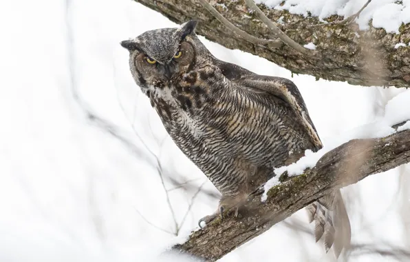 Winter, look, snow, trees, branches, pose, owl, bird