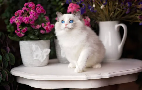 Cat, flowers, blue eyes, Ragdoll