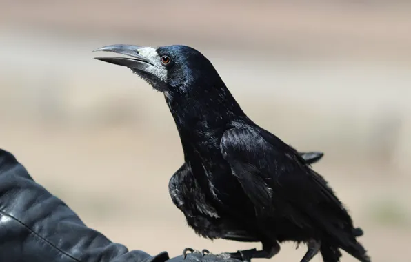 Bird, animal, wildlife, rook