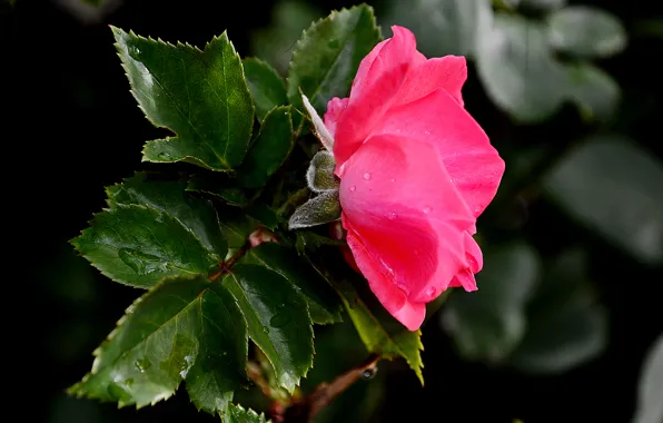 Picture flowers, roses, pink
