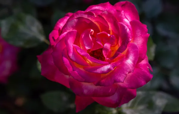 Picture leaves, macro, flowers, background, bright, roses, pink