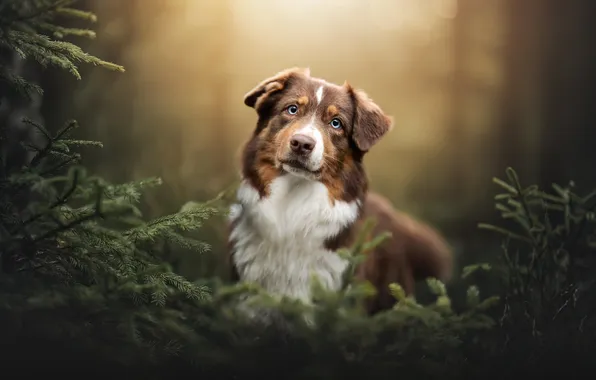 Nature, each, dog