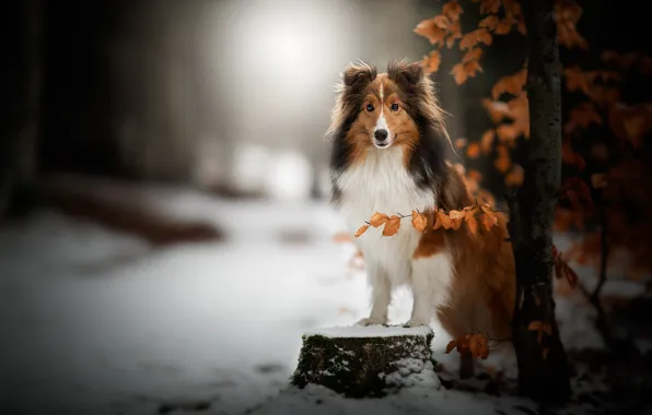 Winter, forest, look, face, leaves, snow, branches, nature