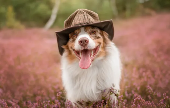 Picture language, summer, face, nature, dog, hat, walk, Australian shepherd