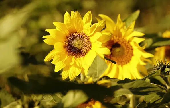 Picture summer, light, sunflowers, flowers, yellow, bright, sunflower, bokeh