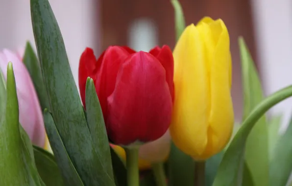 Picture macro, Flowers, tulips