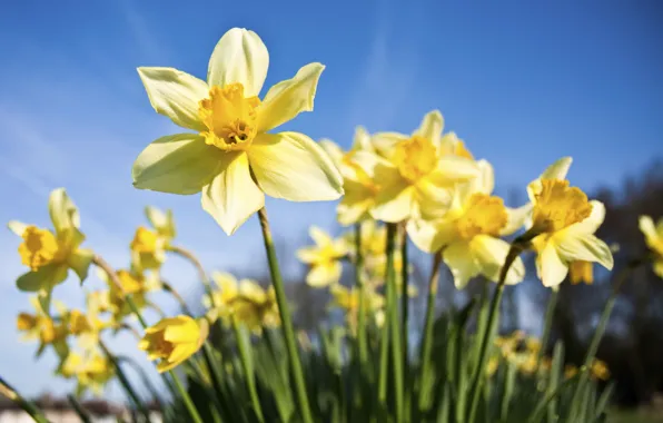 The sky, flowers, blue, blue, spring, yellow, contrast, flowerbed