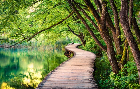 Forest, trees, bridges, pond, flooring