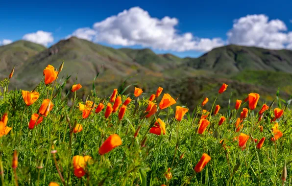 Flowers, meadow, CA, California, escholzia California, Walker Canyon, California poppies