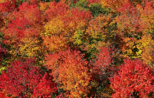 Autumn, forest, leaves, trees, the crimson