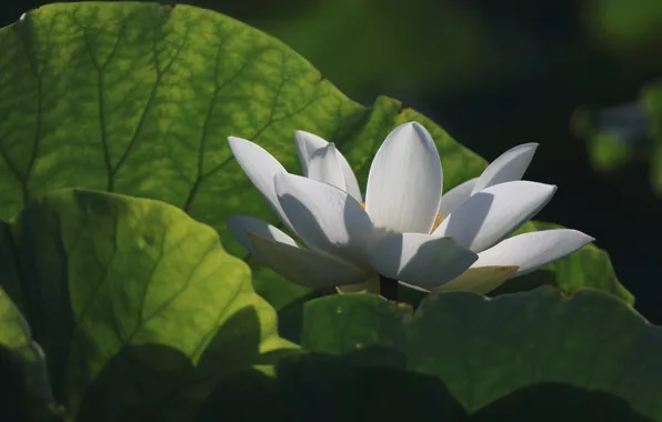 White, leaves, petals, Lotus