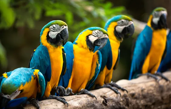 Nature, bird, parrot, Macaws