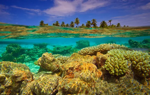 Water, palm trees, island, corals, the Indian ocean, Maldives, split, underwater photography