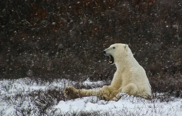 Winter, polar bear, snowing, laziness, yawning