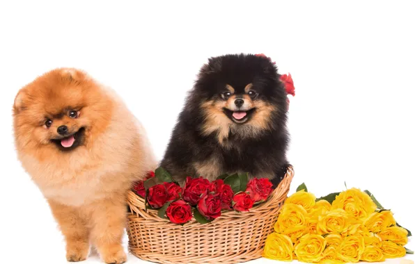 Picture look, flowers, basket, roses, fluffy, dogs, Spitz, Spitz