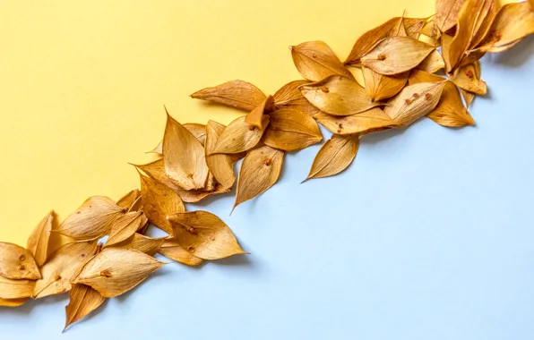 Leaves, background, blue, yellow, dry, yellow, autumn, leaves