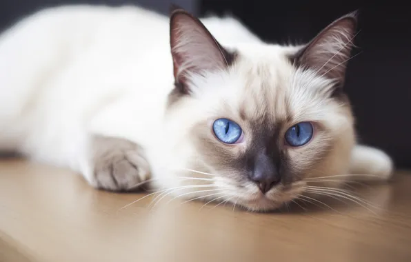 Cat, cat, look, pose, lies, blue eyes, face, Siamese