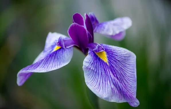Picture flower, macro, lilac, petals, Iris