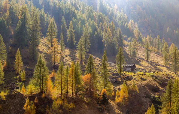 Picture autumn, forest, trees, mountains, stones, slope, Italy, house