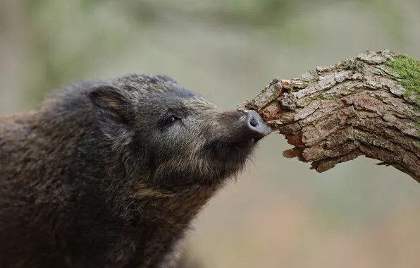 Face, background, tree, black, snag, boar, penny, bitches