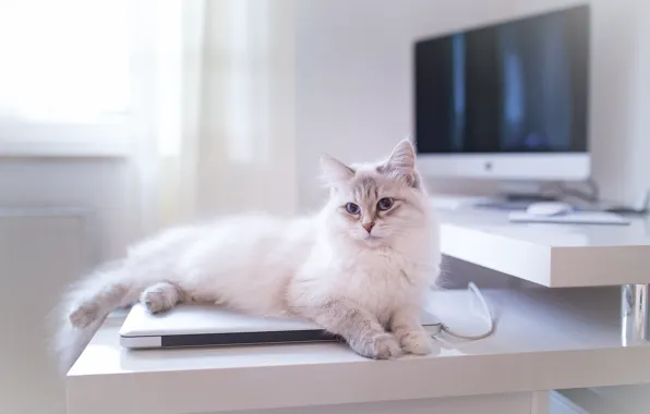 Cat, look, pose, kitty, face, screen
