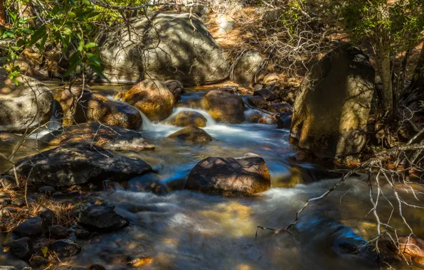 Forest, trees, river, stones, thickets, stream