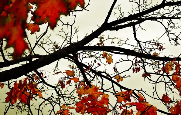 Autumn, the sky, leaves, trees, orange
