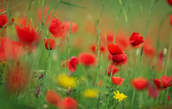 Greens, summer, grass, flowers, Maki, bokeh, poppy field