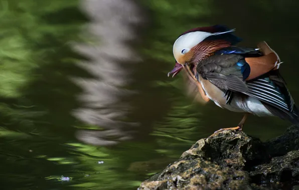 Nature, pond, bird, duck, pond, bright plumage, tangerine