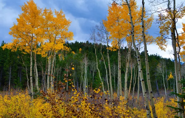 Autumn, forest, leaves, trees, foliage, yellow, crown, autumn