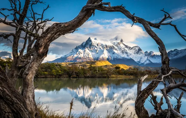 Picture grass, trees, landscape, mountains, branches, nature, lake, Patagonia