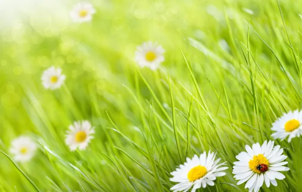 Picture grass, ladybug, chamomile