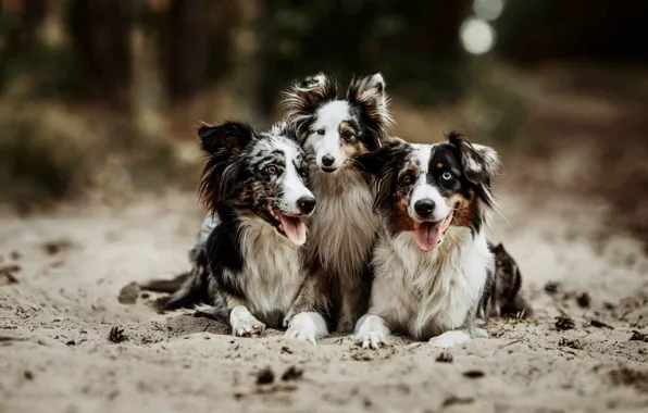 Sand, dogs, look, nature, dog, puppy, trio, lie