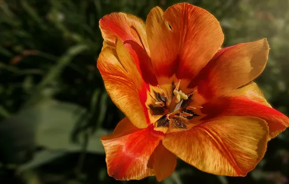 Leaves, flowers, orange, background, petals, garden, tulips, buds