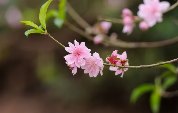 Nature, branch, peaches, flowering, bokeh