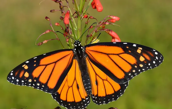 Flower, macro, butterfly, wings, beautiful, closeup