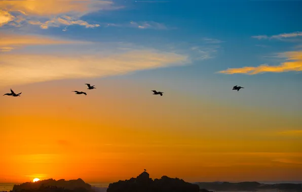 The sky, the sun, sunset, nature, bird, glow